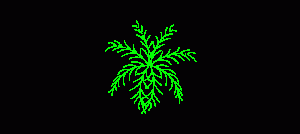 Palmera – Vista en planta