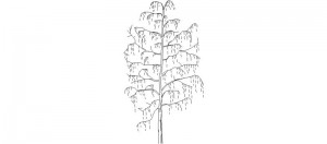 Árbol visto en alzado, mod. 3