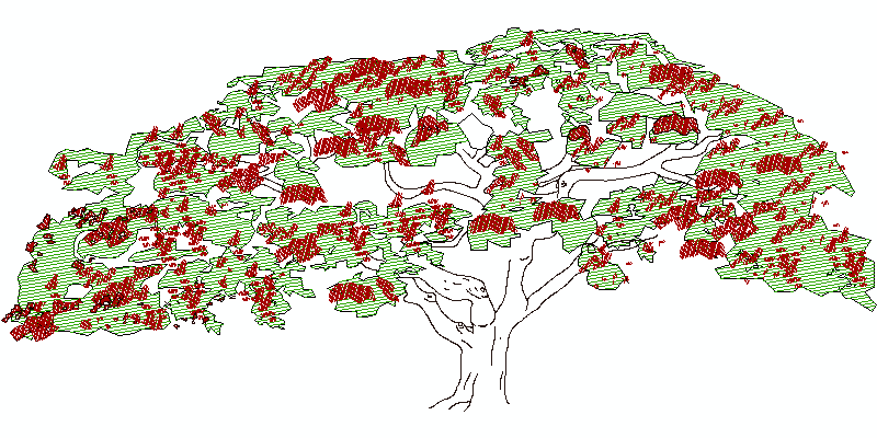 Árbol Acacia en alzado frontal